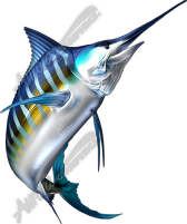 Striped Marlin