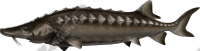 Sturgeon