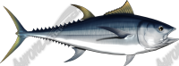 Albacore