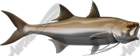 King Threadfin