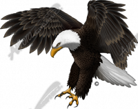 Attack Eagle