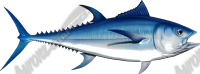 Bluefin Tuna