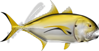 Crevalle Jack