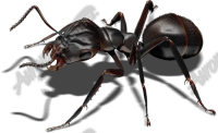 Black Ant 3