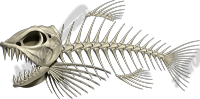 Bonefish 3