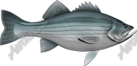 Striped Bass