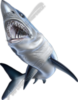 Mako Shark