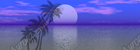 Palm Tree Moon