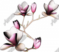 Japanese Magnolias