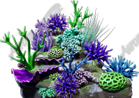 Coral 2