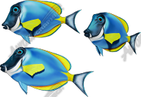 Blue Tang