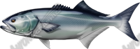 Bluefish