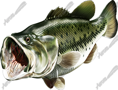 Largemouth Bass 3