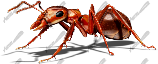 Red Ant 1