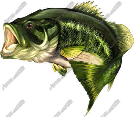 Largemouth Bass 2