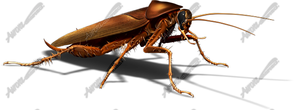 Cockroach 2