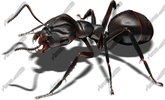 Black Ant 3