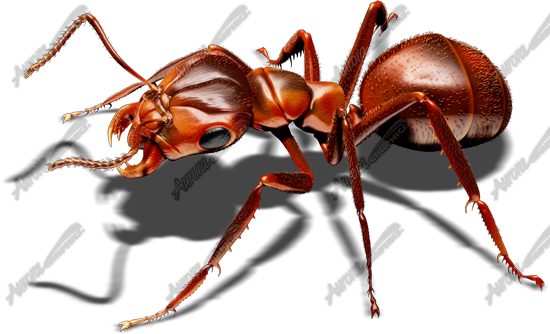 Red Ant 3