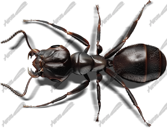 Black Ant 2