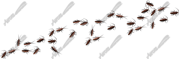 Marching Cockroaches