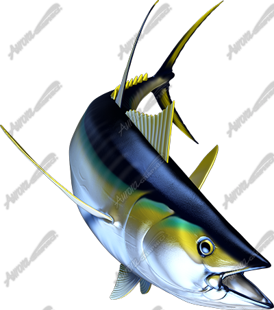 Yellowfin Tuna 2