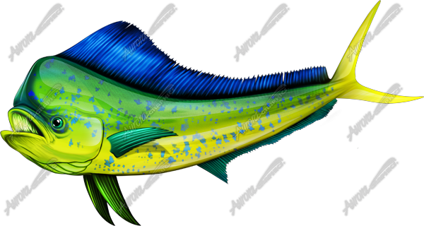 Mahi Mahi