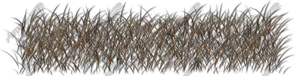 Bushwolf Grass Accent