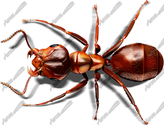Red Ant 2