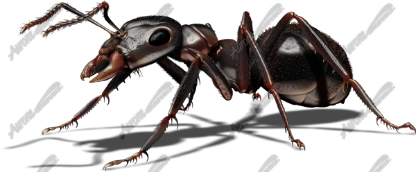Black Ant 1