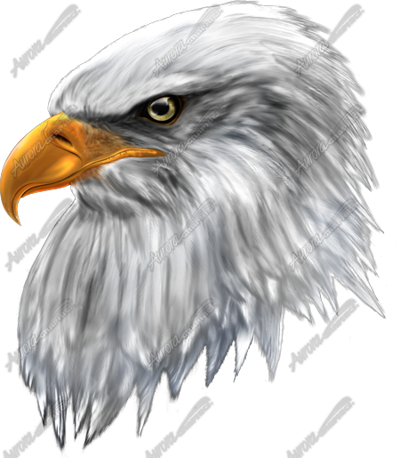 Eagle Headshot II