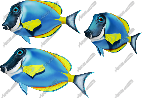 Blue Tang