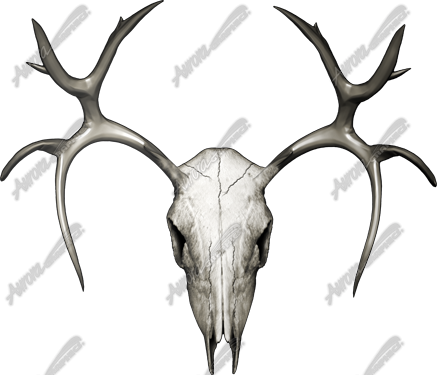 Buck Skull