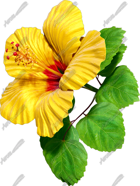 Hibiscus Yellow & Red