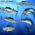 Wahoo Fish
