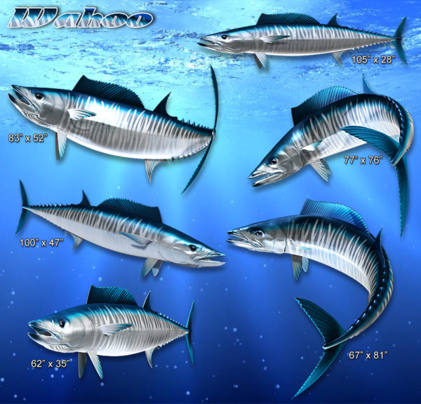 Wahoo Fish