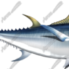 Albacore