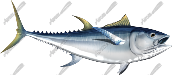 Albacore