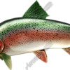 Trout