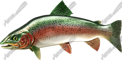 Trout