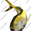 Crevalle Jack