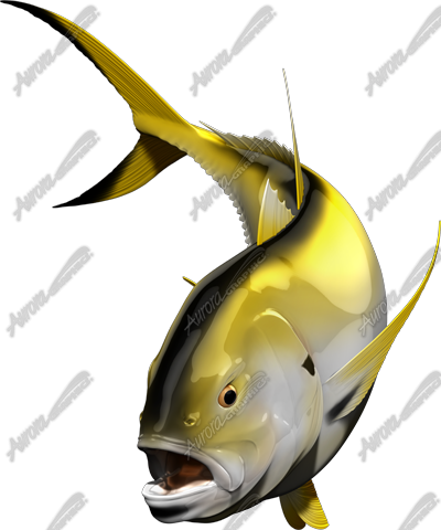 Crevalle Jack