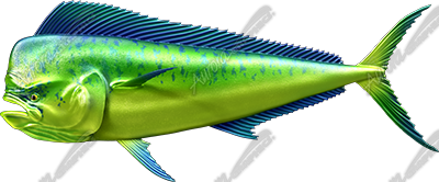 Mahi Mahi