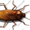 Cockroach 1 Vehicle Wrap Design — Large Scale Artwork for Wide Format Printing | Categories: PIK6 Everyday, Commercial, Industry, Nature