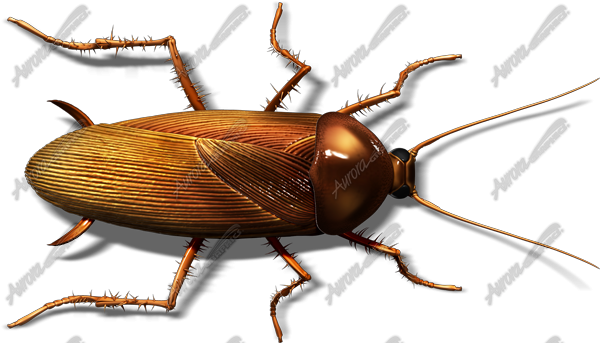 Cockroach 1 Vehicle Wrap Design — Large Scale Artwork for Wide Format Printing | Categories: PIK6 Everyday, Commercial, Industry, Nature