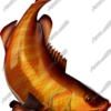 Cubera Snapper