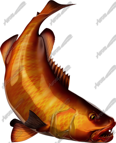 Cubera Snapper
