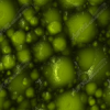 Frog Skin