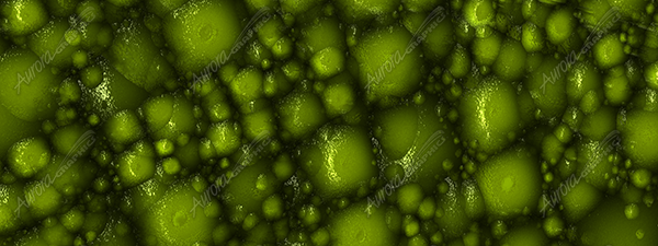 Frog Skin