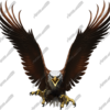 Eagle Flight Straight Vehicle Wrap Design — Large Scale Artwork for Wide Format Printing | Categories: PIK6 Everyday, Nature