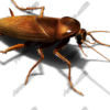 Cockroach 3 Vehicle Wrap Design — Large Scale Artwork for Wide Format Printing | Categories: PIK6 Everyday, Commercial, Industry, Nature
